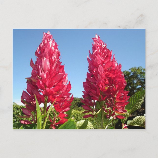 Cartões postais de flores (Frente)