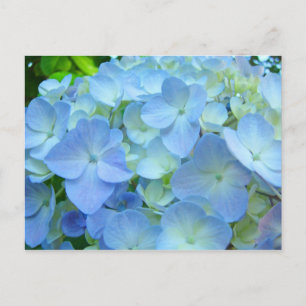 Cartões postais de flores de Hortênsia Azul
