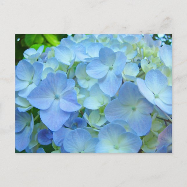 Cartões postais de flores de Hortênsia Azul (Frente)