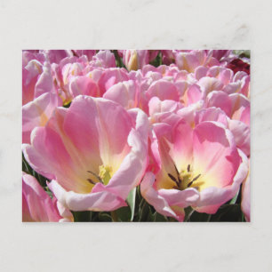 Cartões postais de flores de tulipa Tulipas Rosa J