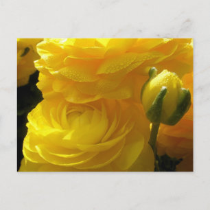 Cartões Postais de Flores Ranunculus Amarelo Brilh