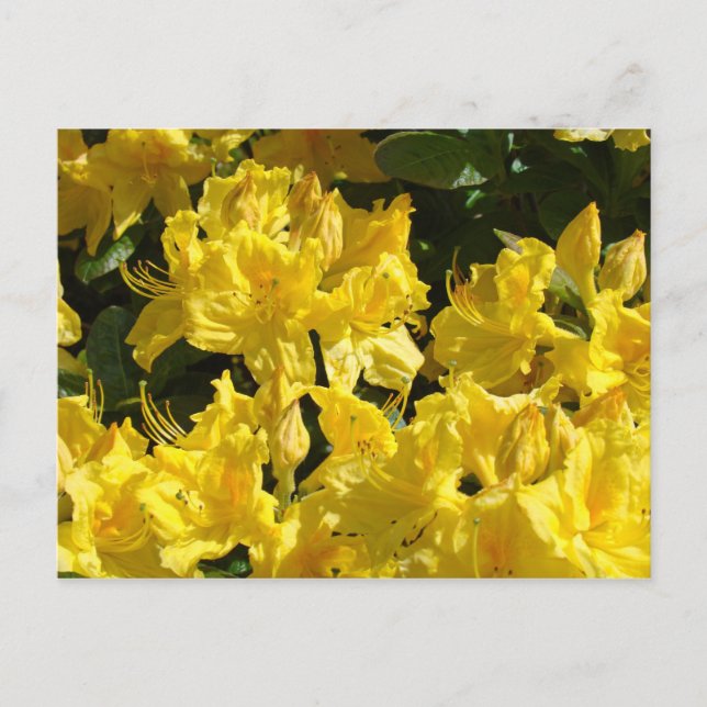 Cartões postais de Flores Rhododendrons Amarelos (Frente)