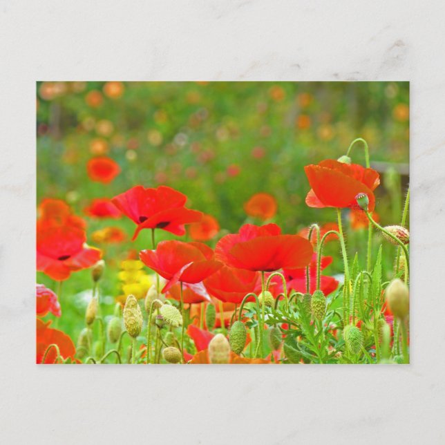 Cartões postais de Flores Vermelhas Papoula Prado  (Frente)