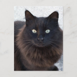 CARTÕES POSTAIS DE FOTOGRAFIA DE GATO NEGRO
