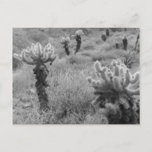 Cartões postais de fotos B&W do deserto de Cholla 