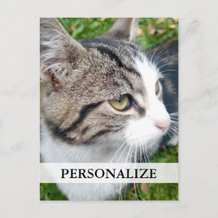 Cartões postais de fotos personalizados   Adicion