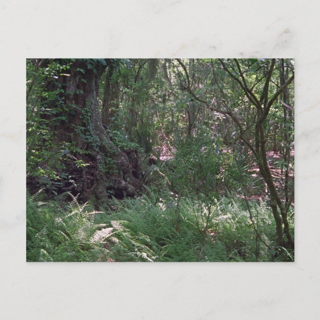 Cartões postais de fotos personalizados da Florest (Frente)