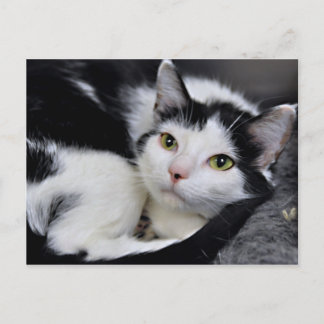Cartões postais de gato preto-e-branco-americano