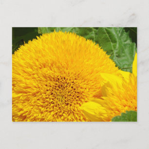 Cartões postais de girassol amarelo-grande