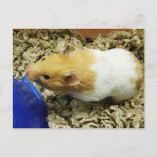 Cartões postais de Hamster de Abrigo Laranja