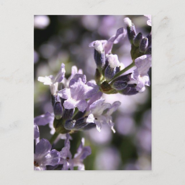 Cartões postais de Herbos de lavanda (Frente)
