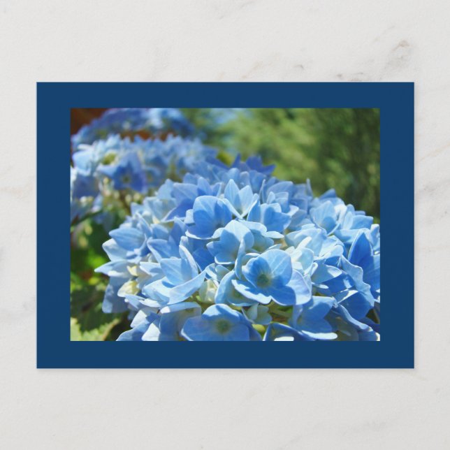 Cartões postais de Hydrangea Azul Adicionar seu te (Frente)