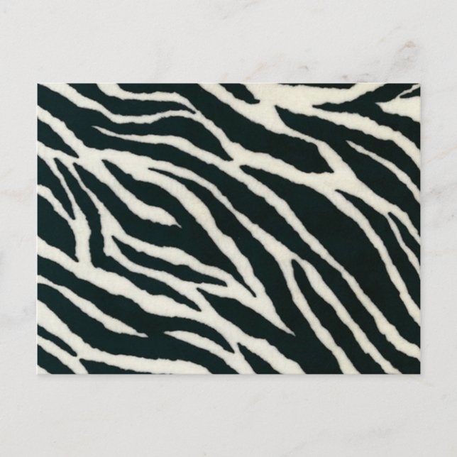Cartões Postais de Impressão de Zebra Preto e Bran (Frente)