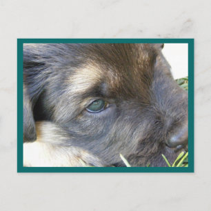 Cartões postais de olhos pupppy