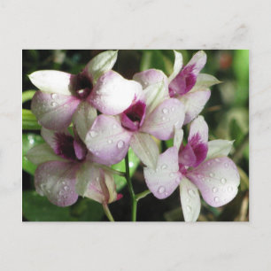 Cartões postais de orquídeas, personalizar