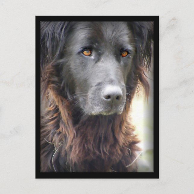 cartões postais de pintura de cães (Frente)