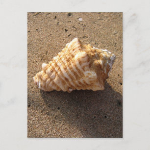 Cartões postais de praia de areia Conch Seashell