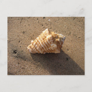 Cartões postais de praia de areia Conch Seashell