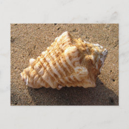 Cartões postais de praia de areia Conch Seashell