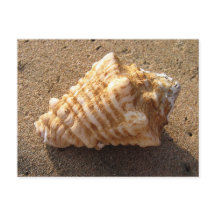 Cartões postais de praia de areia Conch Seashell