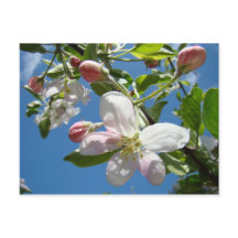 Cartões postais de Primavera da APPLE BLOSSOMS