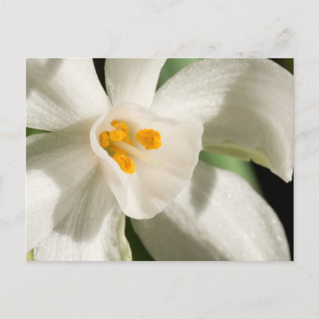 Cartões Postais de Salvar a Data em Preto e Branco (Frente)