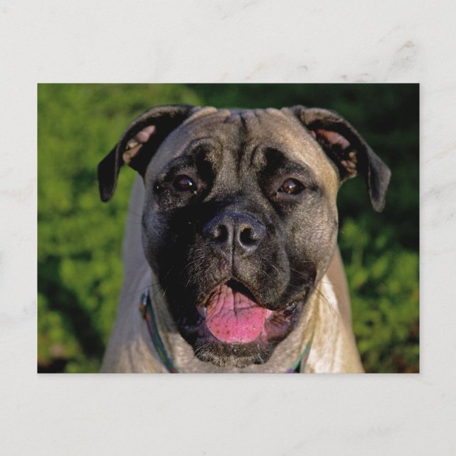 Cartões postais de sorriso Mastiff (Frente)