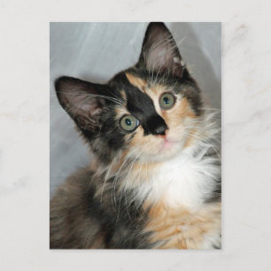 Cartões postais do American Longhair Calico Kitte