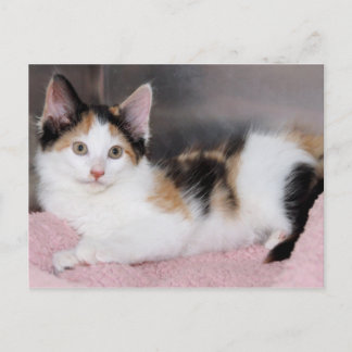 Cartões postais do American Mediumhair Calico Kitt