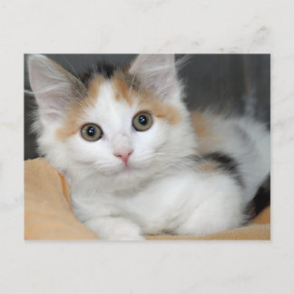 Cartões postais do American Mediumhair Calico Kitt
