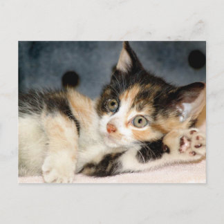 Cartões postais do American Shorthair Calico Shelt