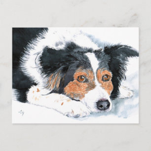Cartões Postais do Border Collie Mattie