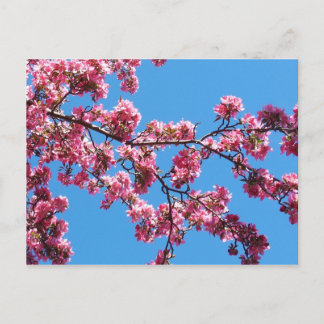 Cartões postais do Branch Blossoms
