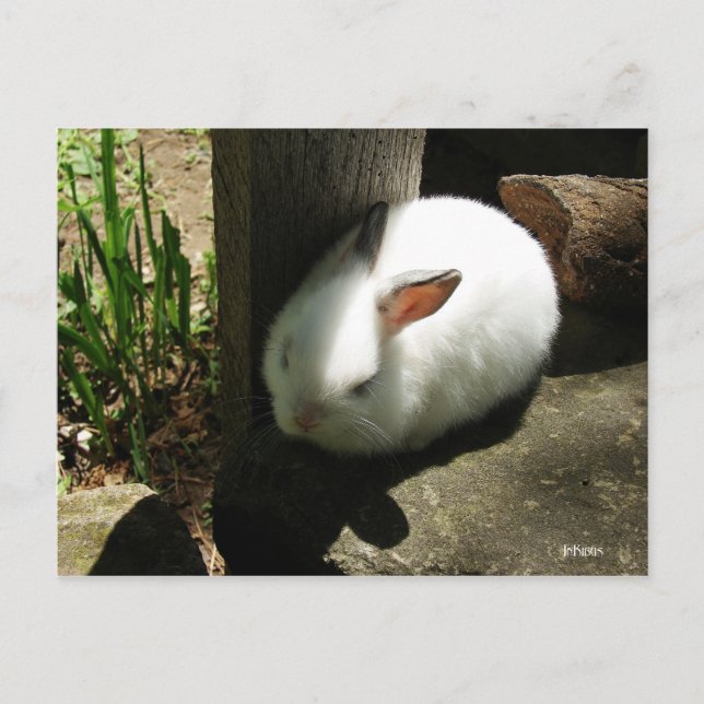 Cartões postais do Bunny Dreams (Frente)