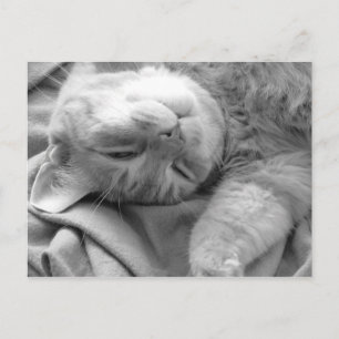 Cartões postais do Cat Nap