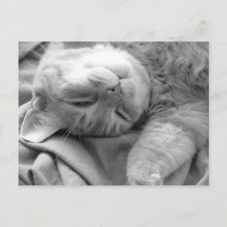 Cartões postais do Cat Nap