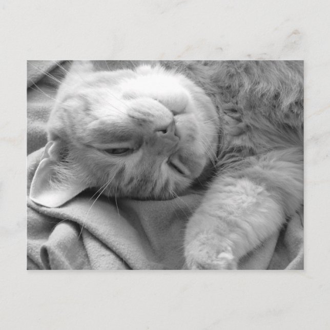Cartões postais do Cat Nap (Frente)