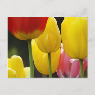 Cartões postais do Jardim das Flores de Tulip Colo