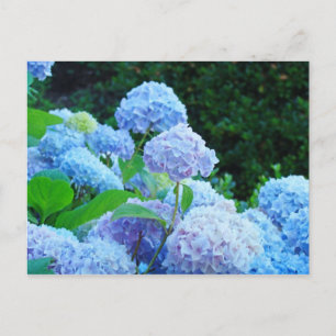 Cartões postais do Jardim Flor Hydrangas Azuis