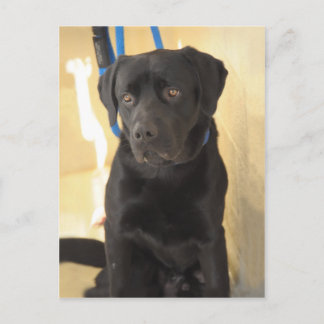 Cartões postais do Mastiff/Chocolate Labrador Retr