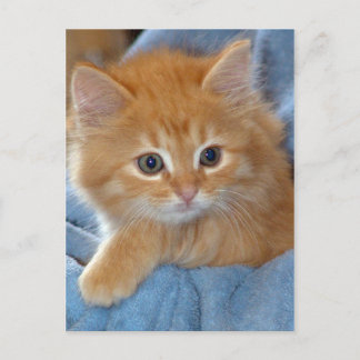 Cartões postais do Orange Tabby Kitten