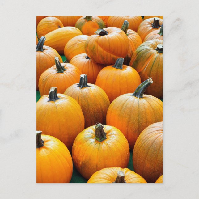 CARTÕES POSTAIS DO OUTONO PUMPKINS (Frente)