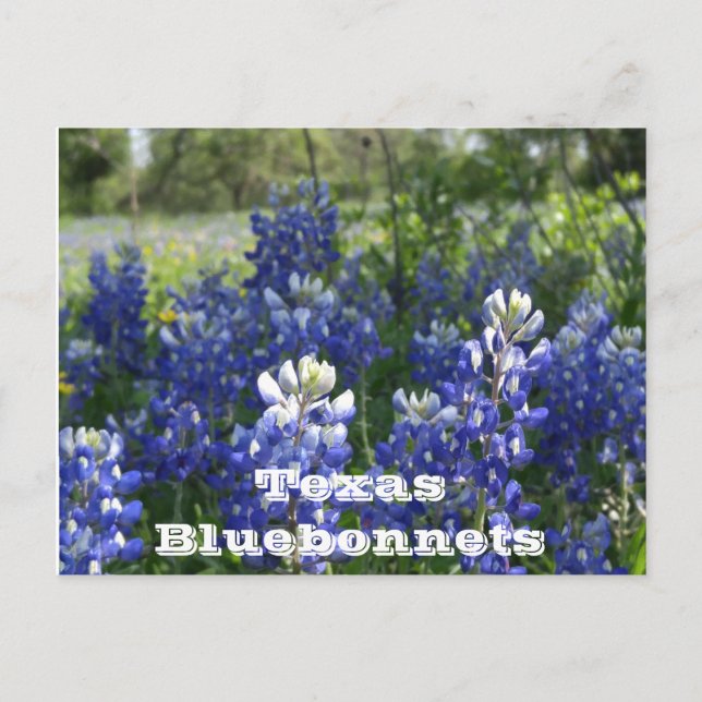 Cartões postais do Texas! (Frente)