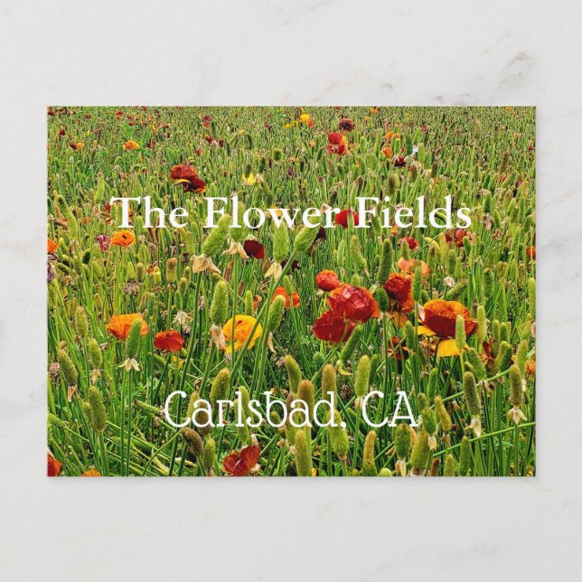 Cartões postais dos campos de flores em Carlsbad,  (Frente)