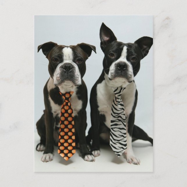 Cartões postais dos irmãos Boston (Frente)