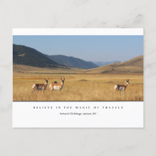 Cartões Postais Elk In A Field