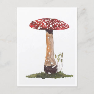 Cartões Postais - Estudo do Cogumelo Fly Agaric Aq