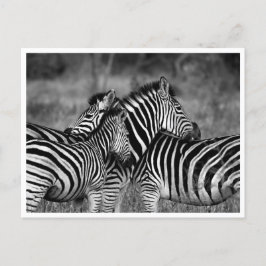 Cartões postais - Família de Zebra