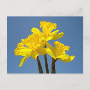 Cartões postais Flor de Narciso Amarelo Céu Azul F