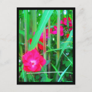 Cartões postais — Flores de cidades-13